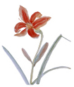 A sweetroot flower
