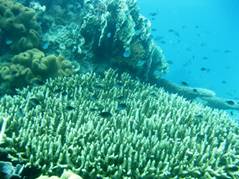 海中には多くの熱帯魚。サンゴ礁も広がるimg